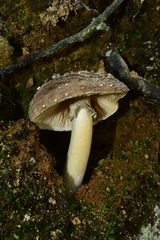 Amanita pantherina