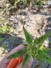 Euphorbia davidii