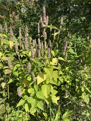 Agastache scrophulariifolia