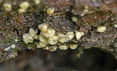 Helicogloea compressa