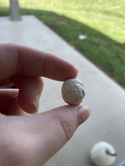 Calvatia craniiformis