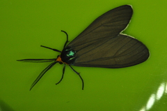 Ctenucha virginica