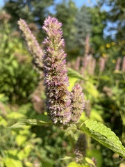 Agastache scrophulariifolia