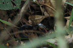 Naja sumatrana