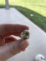Calvatia craniiformis
