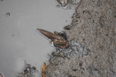 Periophthalmodon schlosseri