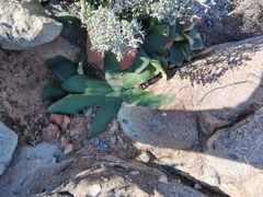 Brunsvigia bosmaniae