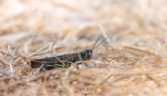 Schistocerca melanocera