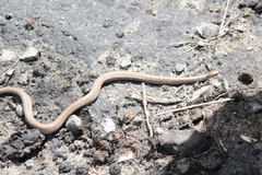 Storeria storerioides