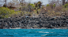 Sula nebouxii excisa