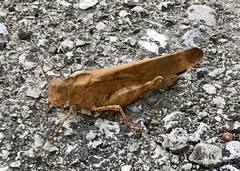 Dissosteira carolina