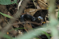 Naja sumatrana