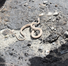 Storeria storerioides