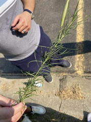 Asclepias verticillata