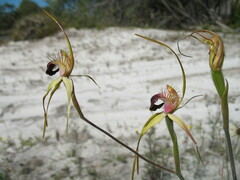 Caladenia thinicola