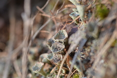 Cladonia pyxidata