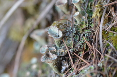 Cladonia pyxidata