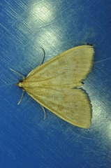 Framinghamia helvalis