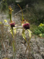 Caladenia thinicola