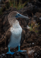 Sula nebouxii excisa