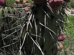 Opuntia stenopetala