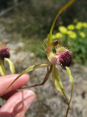Caladenia thinicola