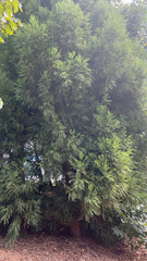 Cryptomeria japonica