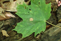 Acericecis ocellaris