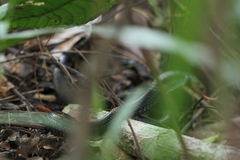 Naja sumatrana