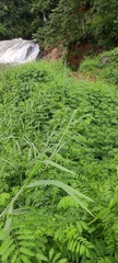 Mimosa diplotricha