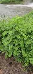 Mimosa diplotricha
