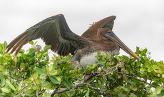Pelecanus occidentalis urinator
