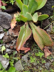 Echeveria gibbiflora