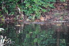 Varanus salvator macromaculatus