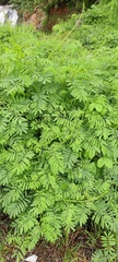 Mimosa diplotricha