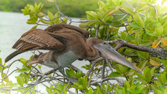 Pelecanus occidentalis urinator