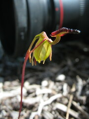 Caleana nigrita