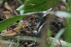 Naja sumatrana