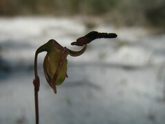 Caleana nigrita