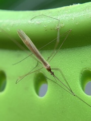 Dicranomyia longipennis