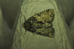 Chytonix palliatricula