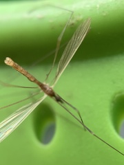 Dicranomyia longipennis