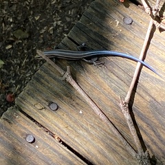 Plestiodon fasciatus