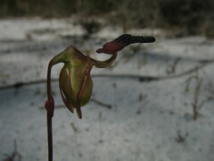 Caleana nigrita