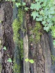 Kretzschmaria deusta