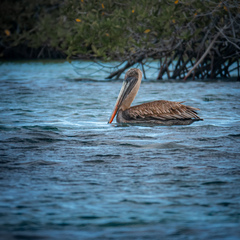 Pelecanus occidentalis urinator