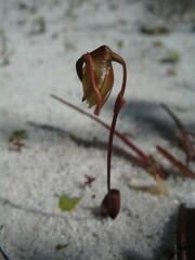 Caleana nigrita