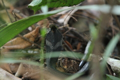 Naja sumatrana