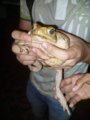 Rhinella diptycha