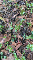 Cuphea carthagenensis